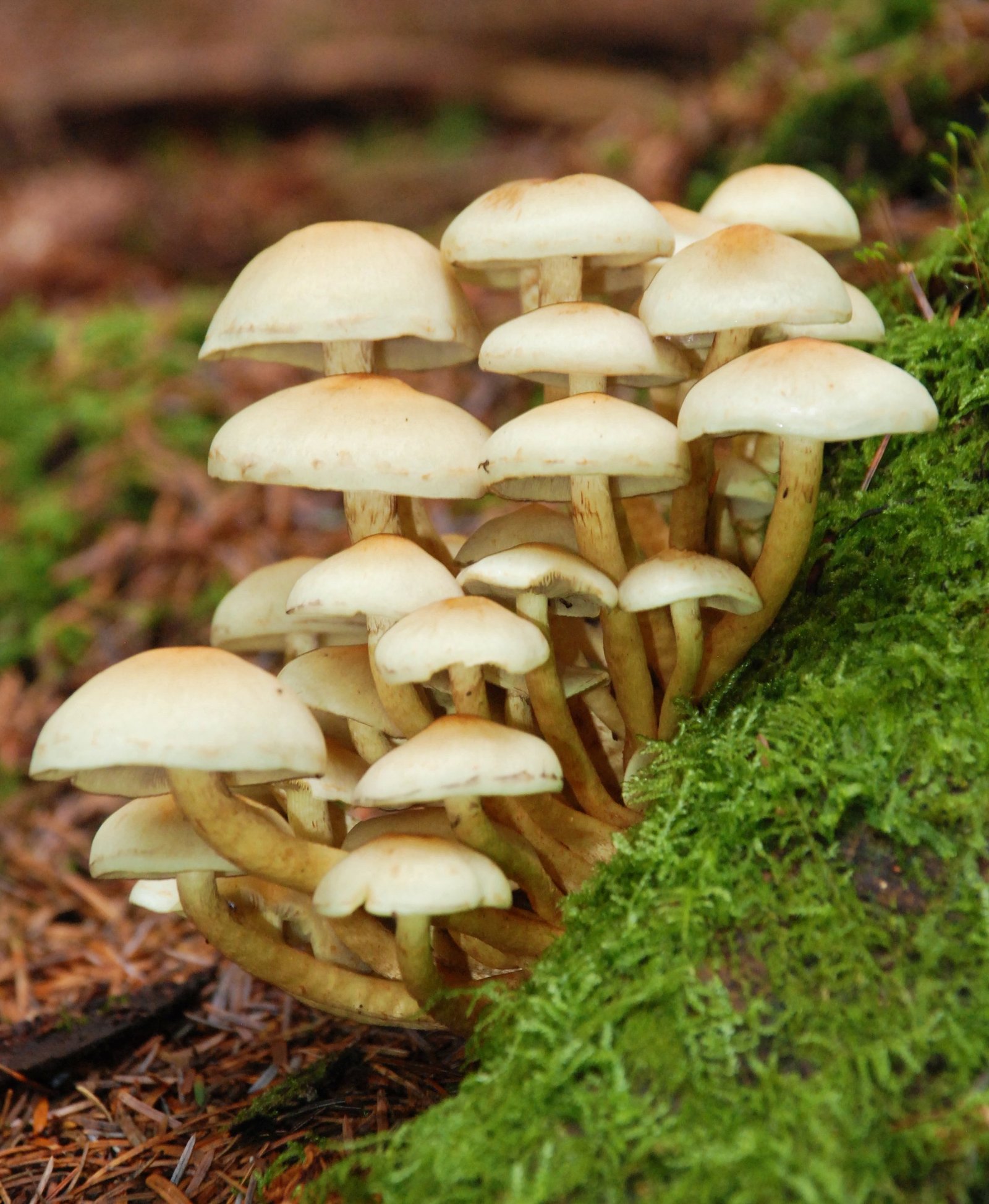 DBT invites suitable ideas on fungi as industrial important products