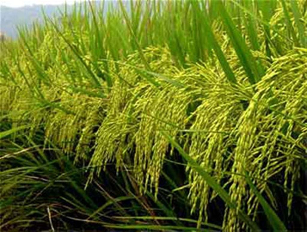 Did you know india has diabetic friendly rice varieties 